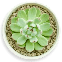 Planta gordurosa